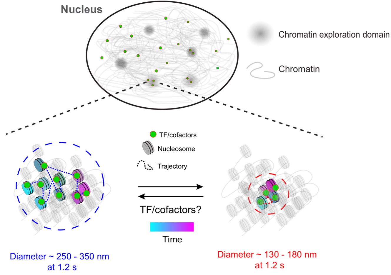 Researchers discovered that chromatin can dynamically switch between two states of mobility: state 1, in which chromatin moves a shorter distance (shown in red font on the right) and state 2 (shown in blue font on the left).