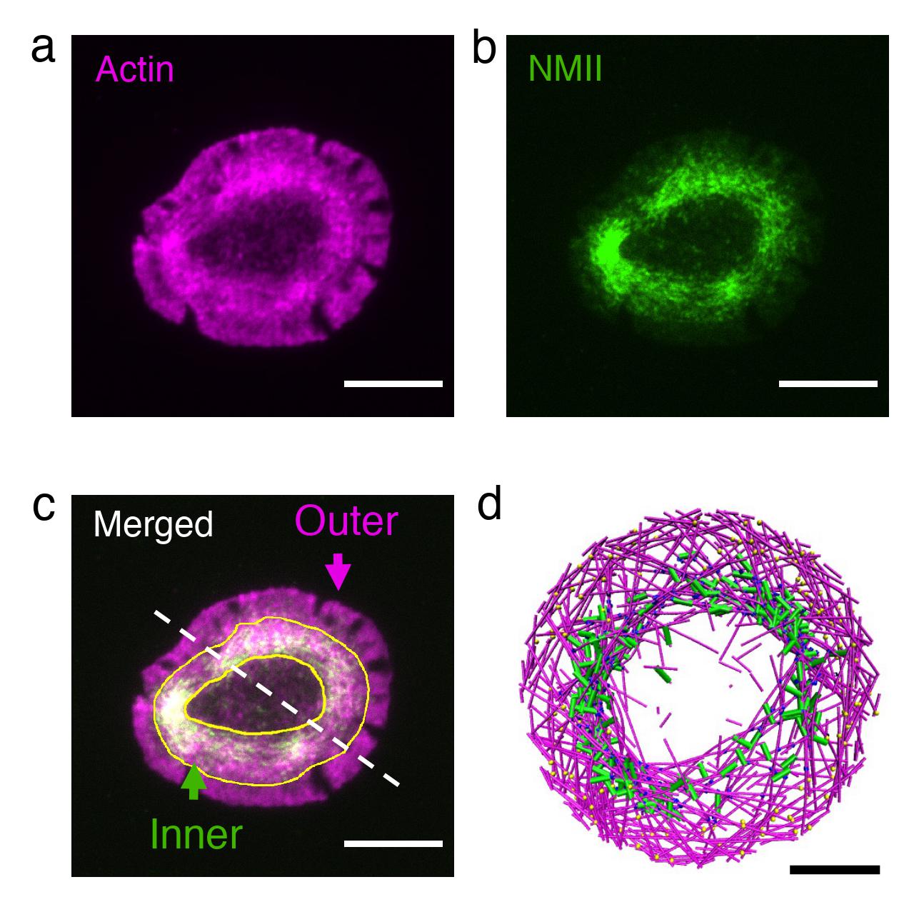 Actin (shown in magenta and in box “a”) and myosin (shown in green and in box “b”) are depicted in the actin rings of live T cells (box “c”). Box “d” provides a snapshot of MEDYAN simulations, which resemble the actin ring found in T cells. Credit: Haoran Ni.  